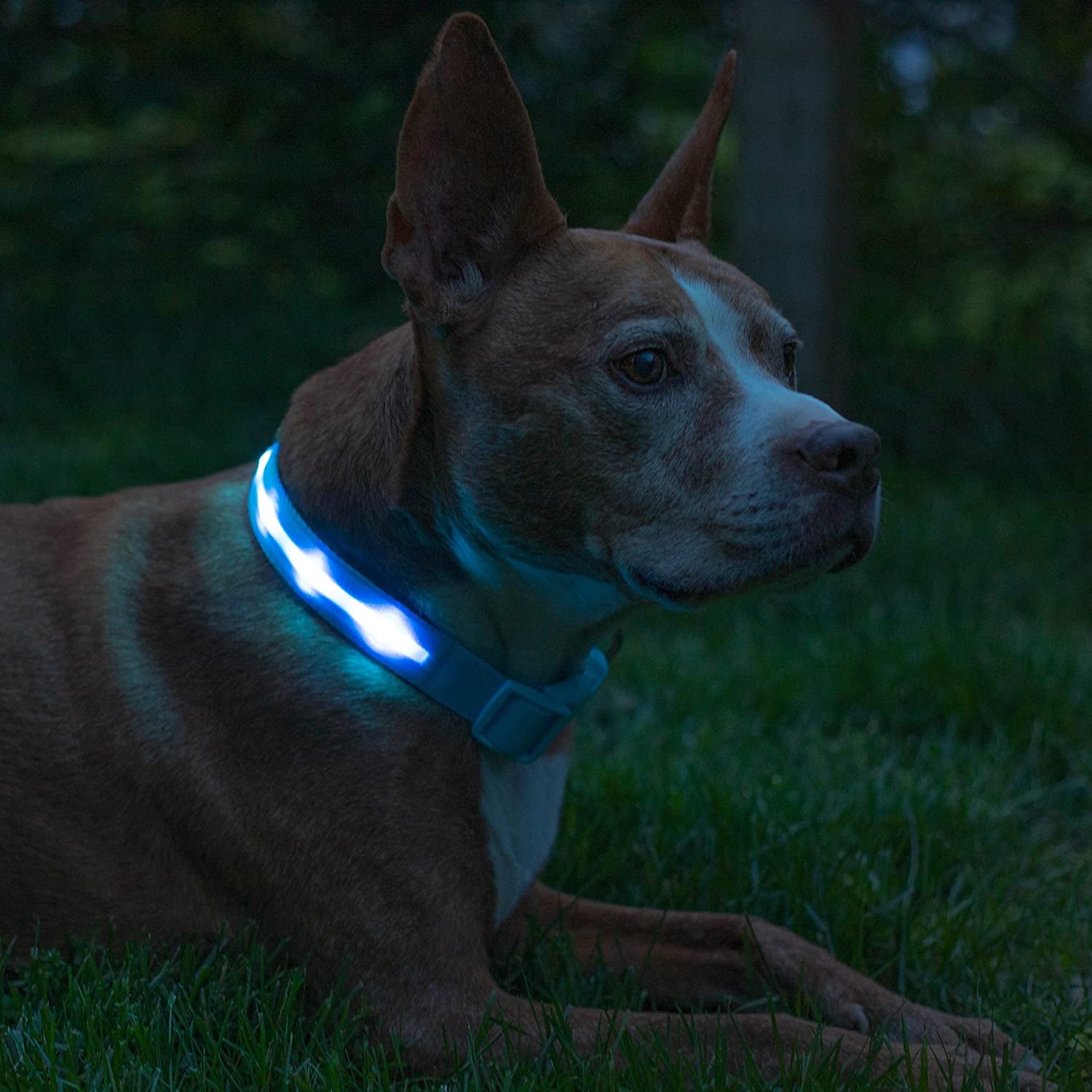 Light up Dog Collars - LED Dog Collar with 1,000 Feet of Visibility